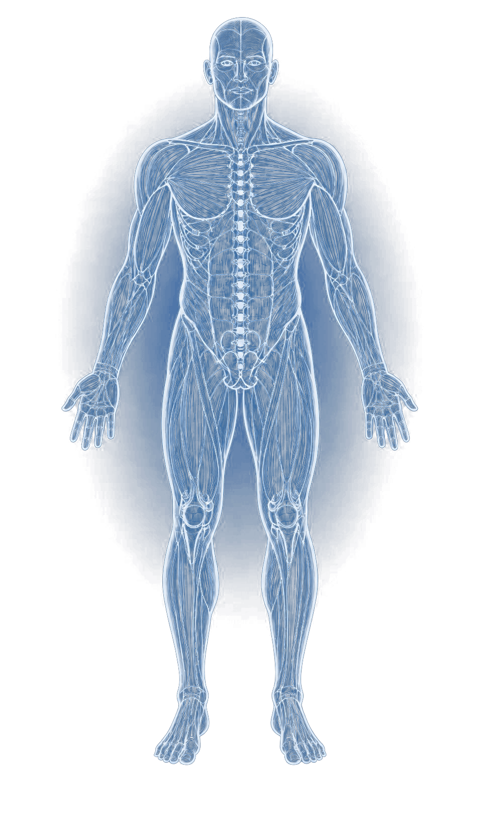 Ağrı bölgesi seçmek için etkileşimli anatomik vücut haritası